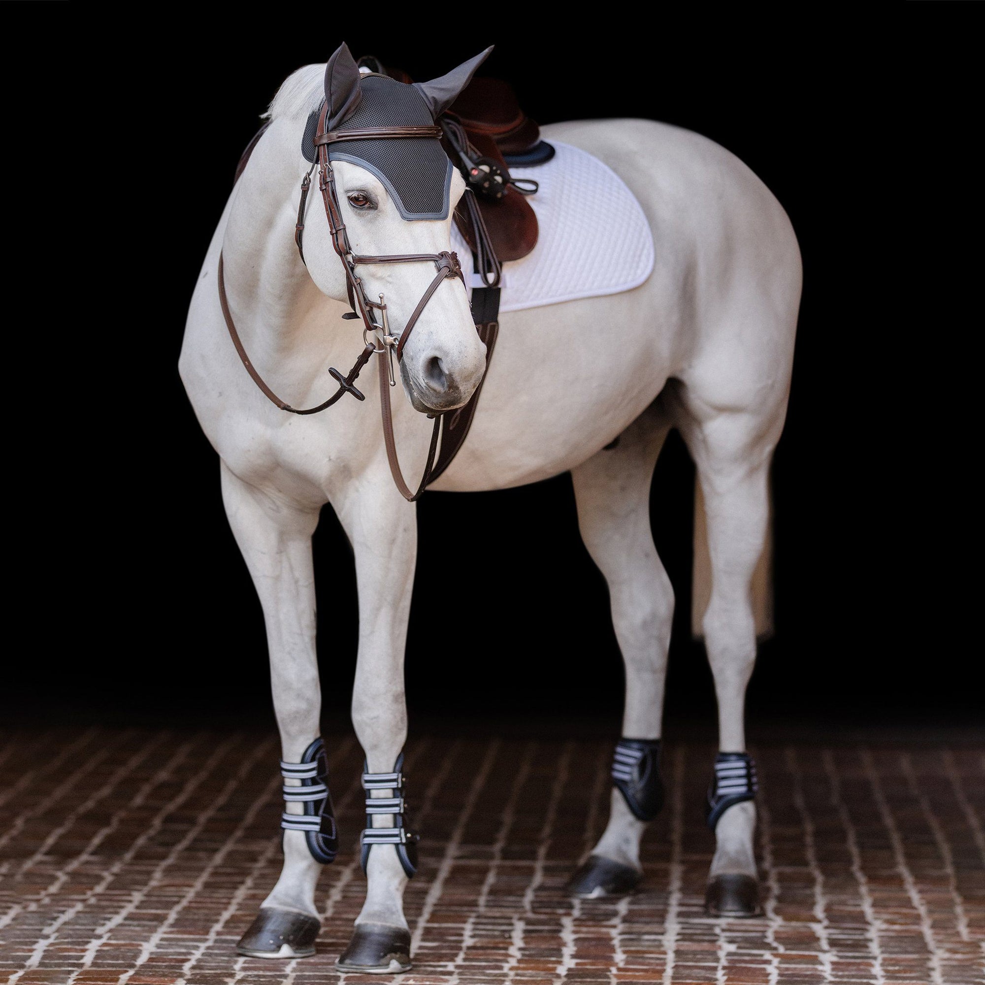 A white horse standing in a barn aisle outfitted in EquiFit products.